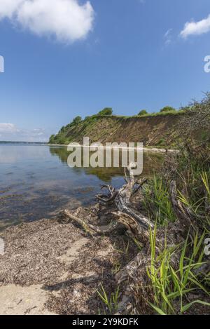 Steilküste mit Strand im Naturschutzgebiet Holnis Halbinsel am Flensburger Fjord, Naturschutzgebiet, Wasserreflexion, toter Baum, blauer Himmel, weiß CLOO Stockfoto