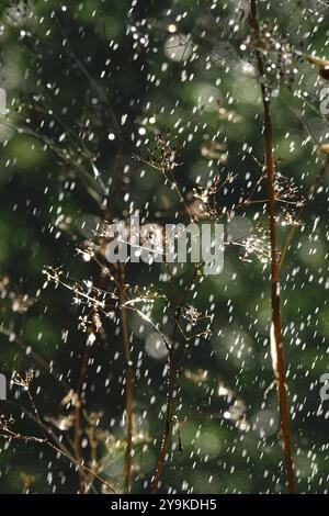 Bewässerung des Gartens, Anfang September, Deutschland, Europa Stockfoto