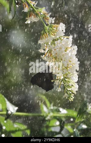 Bewässerung des Gartens, Anfang September, Deutschland, Europa Stockfoto