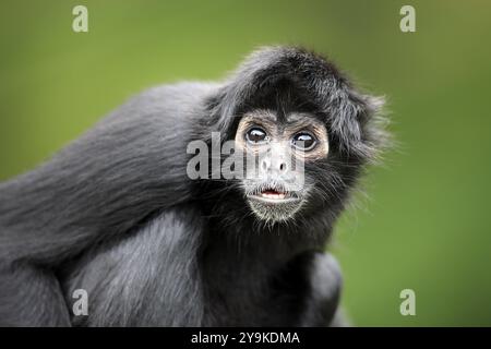 Braunköpfiger Spinnenaffen (Ateles fusciceps robustus), Erwachsene, Porträt, aufmerksam, Südamerika Stockfoto