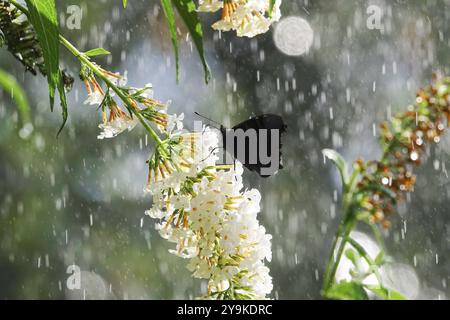 Bewässerung des Gartens, Anfang September, Deutschland, Europa Stockfoto