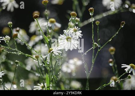 Bewässerung des Gartens, Anfang September, Deutschland, Europa Stockfoto