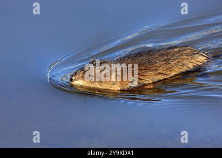 Muskrate (Ondatra zibethicus), Erwachsene, Schwimmen, im Wasser, Futtersuche, Mooslandung, Monterey, Kalifornien, USA, Nordamerika Stockfoto