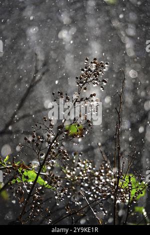 Bewässerung des Gartens, Anfang September, Deutschland, Europa Stockfoto