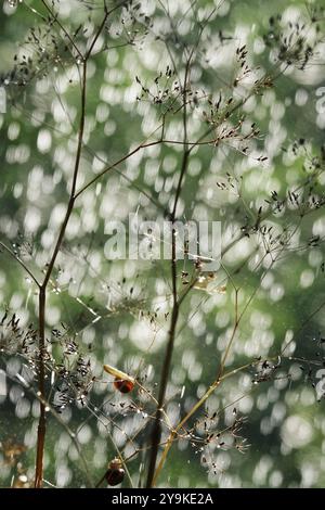 Bewässerung des Gartens, Anfang September, Deutschland, Europa Stockfoto