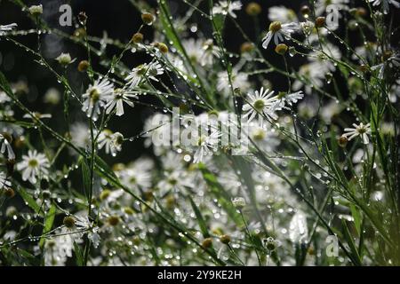 Bewässerung des Gartens, Anfang September, Deutschland, Europa Stockfoto