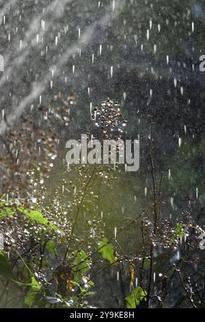 Bewässerung des Gartens, Anfang September, Deutschland, Europa Stockfoto