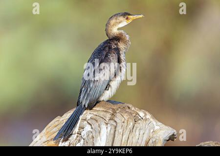 Reed Cormorant, (Microcarbo africanus), Syn: (Phalacrocorax africanus), Garden Route National Park, Wilderness Section Rondevlei, Wilderness, Western Stockfoto