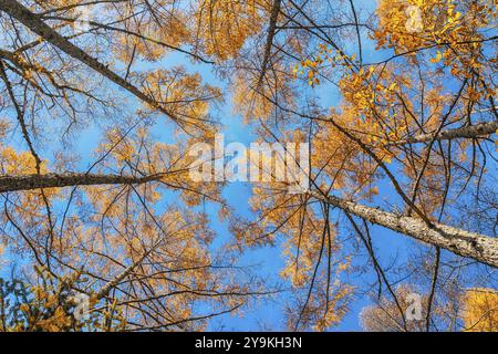 Blick auf die Pinien im Herbstwald mit gelb Und rote Blätter Laub Stockfoto