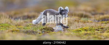 Polarfuchs auf Futtersuche, Polarfuchs (Alopex lagopus), Europa, Norwegen, Spitzbergen, Longyearbyen, Svalbard / Spitzbergen, Norwegen, Europa Stockfoto