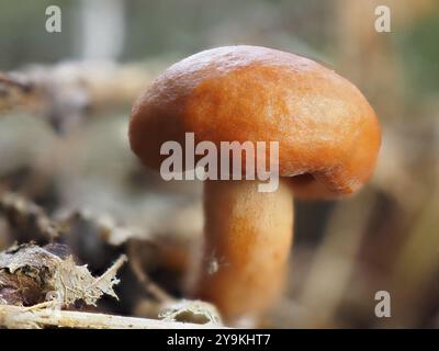 Pilz Lactarius rufus (Lactarius rufus), unscharfer Hintergrund, Nordrhein-Westfalen, Deutschland, Europa Stockfoto