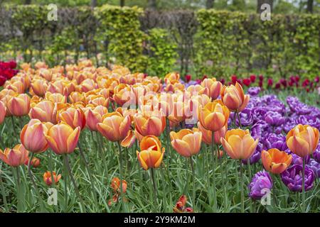 Tulpenblütenbirnenfeld im Garten, Frühling in Lisse bei Amsterdam Niederlande Stockfoto