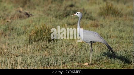 Paradise Crane, (Grus paradisea), (Anthropoides paradisea), Familie Krane, Südafrika, Afrika, Addo Elephant National Park, Addo, Western Cape, Afric Stockfoto