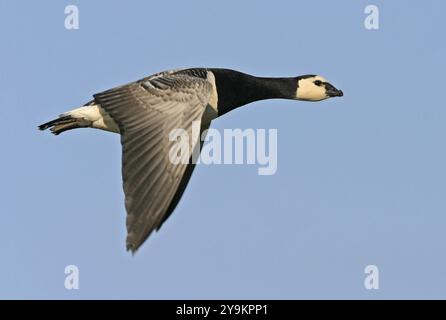 Kanadas Gans (Branta canadensis), Familie von Entenvögeln, Luftaufnahme, Texel, Noordholland, Holland Stockfoto