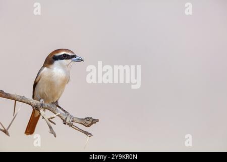 Rotschwanzkrebse, Turkestan-Krabbe, Isabelline Krabbe, Unterart phoenicuroides (Lanius isabellinus phoenicuroide), (Lanius phoenicuroides), Mitte Stockfoto