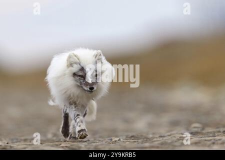 Polarfuchs auf Futtersuche, Polarfuchs (Alopex lagopus), Europa, Norwegen, Spitzbergen, Longyearbyen, Svalbard / Spitzbergen, Norwegen, Europa Stockfoto