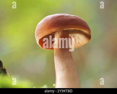 Pilz Lactarius rufus (Lactarius rufus), unscharfer Hintergrund, Nordrhein-Westfalen, Deutschland, Europa Stockfoto