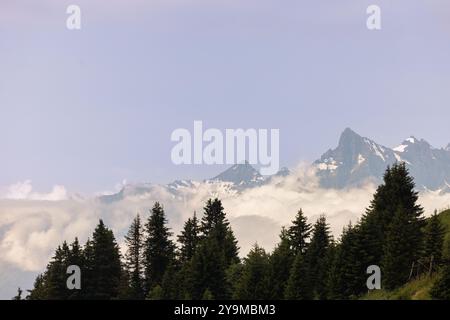 Grüne Berglandschaft. Nebelberg. Fantastische Waldlandschaft. Stockfoto
