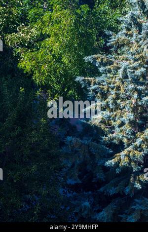 Immergrüne Bäume geteilt durch Morgensonnenlicht: Ein Dualitätskonzept in Dreiecksform Stockfoto