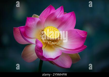 Vacratot, Ungarn - schöner rosa heiliger Lotus, indischer Lotus (Nelumbo Nucifera) oder einfach Wasserlilie ist eine von zwei noch existierenden Arten von Wasserpflanzen in Stockfoto
