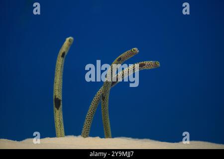 Gefleckter Gartenaal Heteroconger schöner Fisch auf Tapetenhintergrund im Fischtank Stockfoto