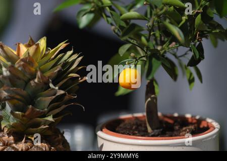 Geringe Schärfentiefe (selektiver Fokus) mit Ananas, Zitronen, Limette und Orangen auf einer Limonade-Bar. Stockfoto