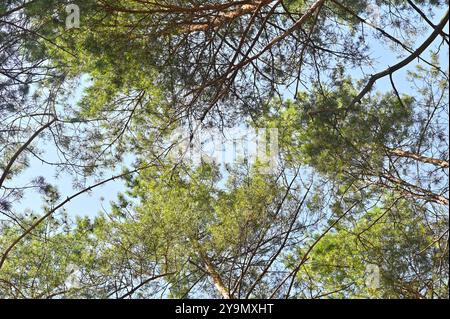 Sie können den Himmel durch die Äste der Kiefern im Wald sehen Stockfoto