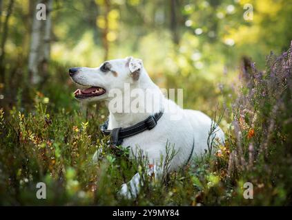 Ein fröhlicher Hund ruht inmitten lebendiger Wildblumen in einem üppigen Wald, in der Wärme eines sonnigen Tages, umgeben von Grün und der Ruhe der Natur. Stockfoto