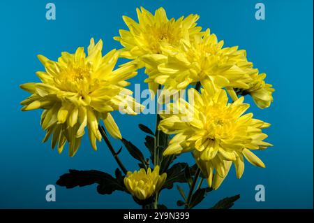 Chrysantheme Amour gelbe Blume auf blauem Hintergrund. Blumenkopf-Nahaufnahme Stockfoto