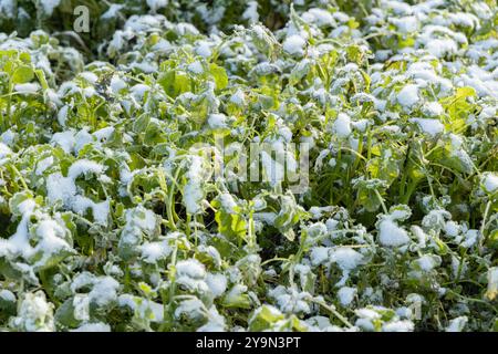 dünger mit stickstoff und kalium Purgrün Flüssigdünger 1 Liter main image 0