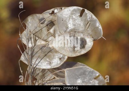 Charakteristische papierartige Samenkapseln (Silikeln), Samen der Ehrlichkeit oder der jährlichen Ehrlichkeit (Lunaria annua). Holländischer Garten in Herbstfarben im Hintergrund. Herbst, Stockfoto