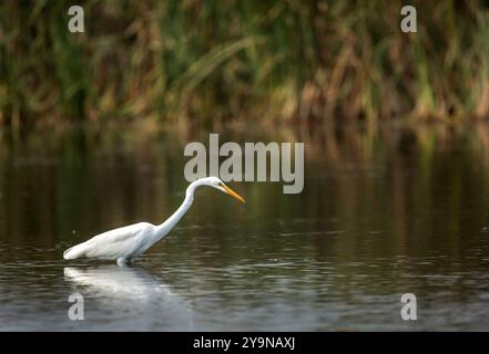 Große Reiher fischen in einer Lagune Stockfoto