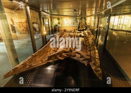 England, Kent, Dover, Dover Museum, Ausstellung des 3500 Jahre alten bronzezeitlichen Holzbootes Stockfoto