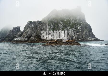 Seehunde ruhen auf Rocky Shores unter den umhüllenden Misty Mountains Stockfoto