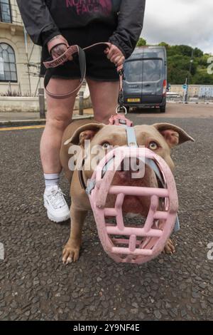 England, Kent, Dover, amerikanischer Tyrannehund mit Maul Stockfoto