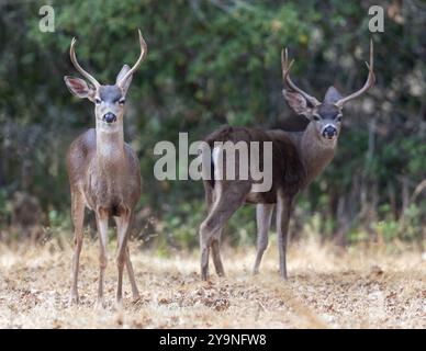 Schwarzschwanzhirsche suchen. Woodside, San Mateo County, Kalifornien, USA. Stockfoto