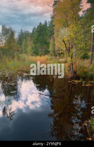 See in Schweden im Herbst. Seerosen und Schilf im Wasser. Bäume am Ufer. Skandinavische Natur Stockfoto