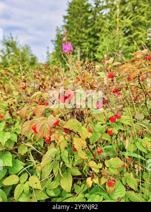 Das Bild zeigt einen Busch mit Reifen Himbeeren, umgeben von grünem Laub und Gräsern. Nadelbäume und eine einzelne rosafarbene Blume sind im Hintergru zu sehen Stockfoto