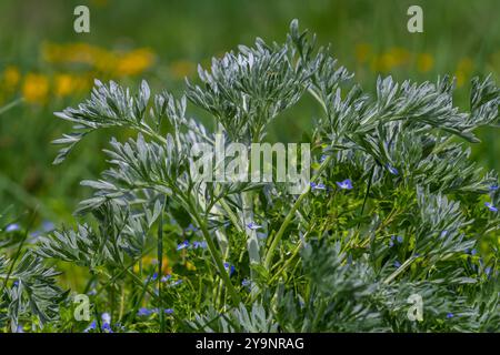 Bitterer Wermut Artemisia absinthium-Busch wächst in freier Wildbahn. Stockfoto