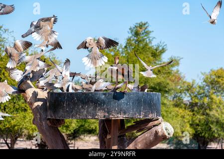 Eine Gruppe von Vögeln fliegt um ein Vogelfutter herum und kämpft um Nahrung. In der Mitte des Fotos befindet sich eine Gans. Stockfoto