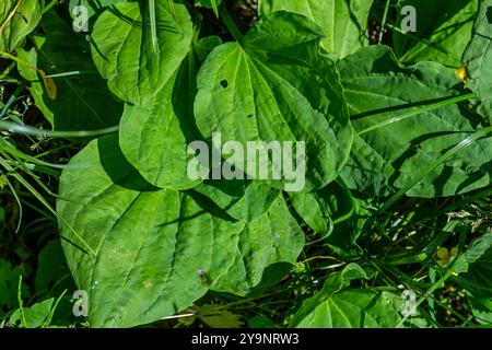 Große Kochbanane, Waybread Plantago Major Tree und Thailand Kraut hat medizinische Eigenschaften in Common Plantain. Stockfoto