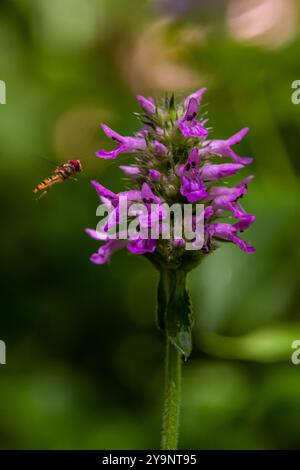 Betonica officinalis Stachys officinalis, allgemein bekannt als gewöhnliche Hecke, Betonie, Holzbetonie, Bischofskraut oder Bischofskraut, ist eine Art von flo Stockfoto