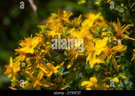 Blüten von Johanniskraut, Hypericum perforatum, Stockfoto