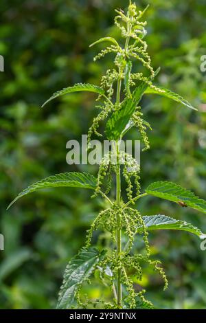 Urtica dioica oder Brennnessel im Garten. Stachelnessel, eine Heilpflanze, die als blutende, diuretische, antipyretische, Wundheilung verwendet wird, Stockfoto