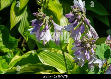 Hosta plantaginea. Hosta-Pflanze mit zarten violetten Blüten und großen grünen Blättern. Stockfoto