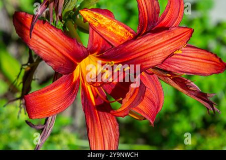 Die braun-gelbe Taglilie Hemerocallis fulva ist eine wunderschön blühende Staudenpflanze in der hellen Sonne an einem Sommertag. Stockfoto