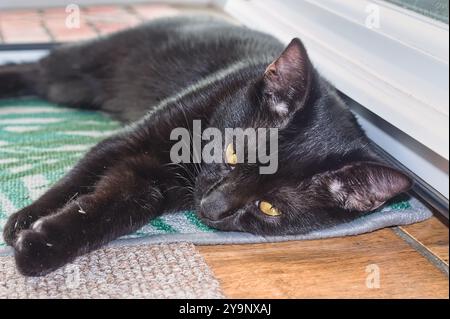 Niedliches schwarzes Kätzchen, das im Haus auf dem Boden liegt Stockfoto