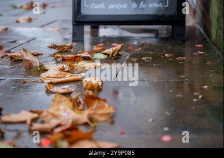 Herbstlaub auf nassem Gehweg Stockfoto