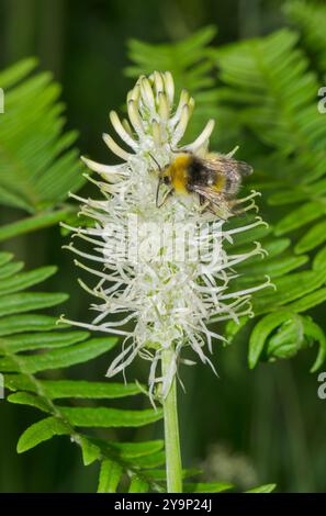 Hummel bestäubt seltene Stachelrampionenblüte (Phyteuma spicatum), Campanulaceae. Sussex, Großbritannien Stockfoto