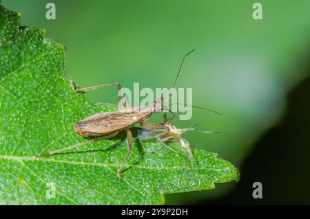 Gewöhnliche Jungfrau Käfer (Nabis rugosus), die sich an Beute ernährt, Nabidae. Sussex, Großbritannien Stockfoto